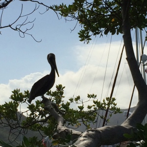 Sleepy pelican overlooking Gorda Sound